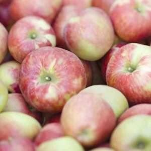 NA; USA; Washington; Lake Chelan; Honeycrisp apples (selective focus)