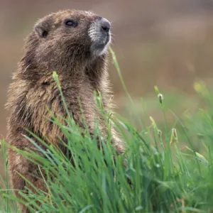 NA, USA, Washington, Olympic NP, Olympic marmot near burrow watching for threats