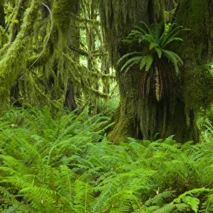 NA, USA, Washington, Olympic NP. Fresh Spring green of the rainforest, Spring Fresh