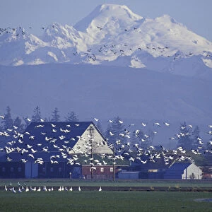 NA, USA, Washington, Skagit Valley, Conway. Snow geese and Mt. Baker