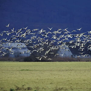 NA, USA, Washington, Skagit Valley Snow geese (Chen caerulescens)