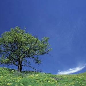 NA, USA, Washington, Southwestern Washington Lone oak, spring greens