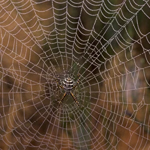 NA, USA, Washington State, SW, Spider in Web