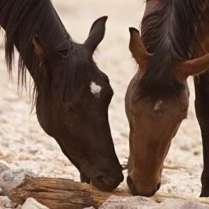 Namibia, Aus. Wild horses of the Namib Desert chewing on a piece of wood