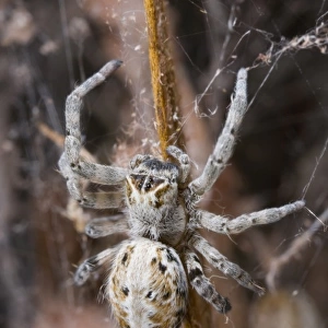 Namibia, Etosha National Park. Macro close-up of spider feeding on moth captured