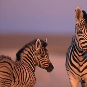 Namibia, Etosha National Park, Plains Zebra mother and foal at dawn in desert near Etosha salt pan