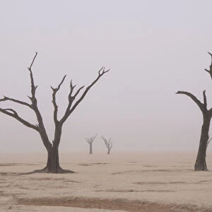 Namibia. Fog shrouds the dead acacia trees in Deadvlei, within Namib Naukluft National