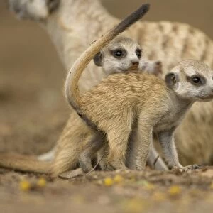 Namibia, Keetmanshoop, Meerkat Pups (Suricate suricatta) standing together while