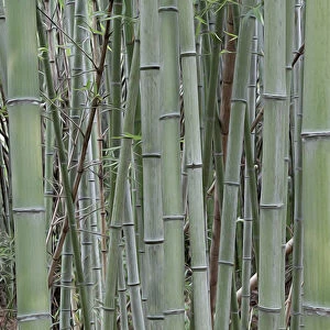Nara Provence. Abstract of bamboo