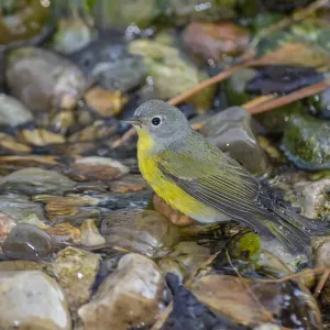 Nashville Warbler (Leiothlypis ruficapilla) bathing Marion County, Illinois Nashville Warbler (Leiothlypis ruficapilla) bathing Marion County, Illinois