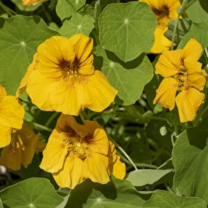 Nasturtiums growing in and around a plant cage