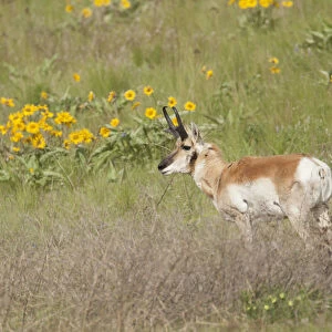 National Bison Range, Montana, USA. Pronghorn buck standing in a field of arrow-leaved
