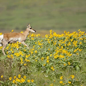 National Bison Range, Montana, USA. Pronghorn doe with a yellow ear tag walking in