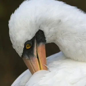 Nazca booby preening feathers, Espanola Island, Galapagos Islands, Ecuador
