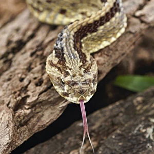 Neotropical Rattlesnake, Costa Rica