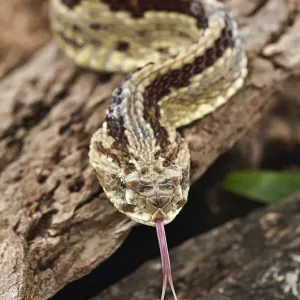 Neotropical Rattlesnake, Costa Rica