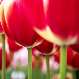 Netherland, Lisse. Close-up image of tulips