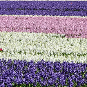 Netherlands, Lisse. Agricultural field of hyacinths
