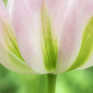 Netherlands, Lisse. Closeup of a soft pink tulip with green streaks