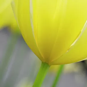Netherlands, Lisse. Closeup of the underside of a yellow tulip