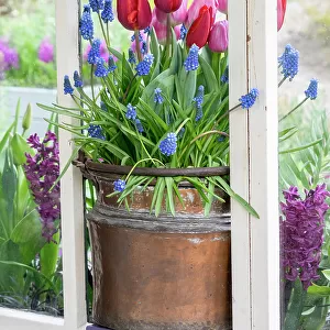 Netherlands, Lisse. Flower display of tulips and grape hyacinths in a pot