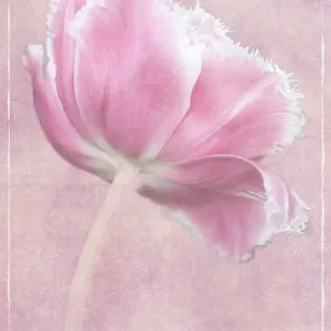 Netherlands, Lisse, Keukenhof Gardens, Pink Tulip, Digitally Altered Netherlands, Lisse, Keukenhof Gardens, Pink Tulip, Digitally Altered