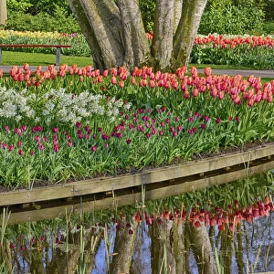 Netherlands, Lisse. Spring flowers reflecting in to the pond