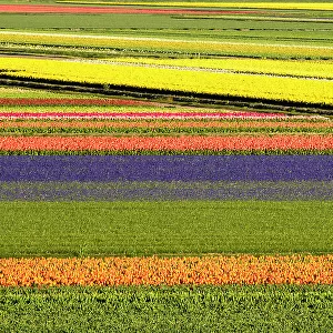 Netherlands, Noord Holland. Agricultural field of tulips