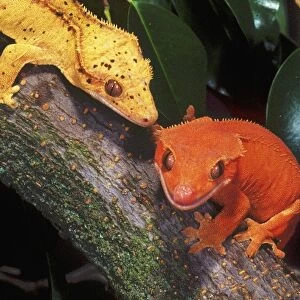 New Caledonia Crested Geckos, Rhacodactylus ciliatus, Native to New Caledonia