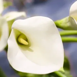 New York City, New York, USA. Close up of a white Lily New York City, New York, USA. Close up of a white Lily