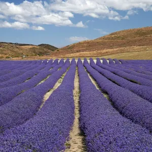 New Zealand Alpine Lavender Print New Zealand Alpine Lavender Print