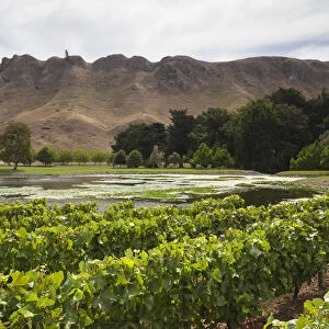 New Zealand, North Island, Hawkes Bay, Havelock North, Te Mata Peak, view from vineyards