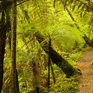 New Zealand, North Island, Waitakere Range Regional Park. Trail through lush vegetation