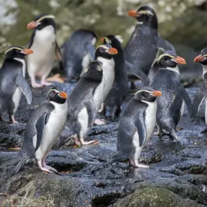New Zealand, Snares Islands (The Snares) aka Tini Heke. The rare endemic Snares crested penguin New Zealand, Snares Islands (The Snares) aka Tini Heke. The rare endemic Snares crested penguin