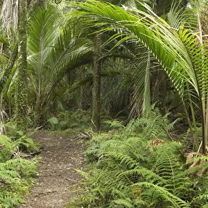 New Zealand, South Island, West Coast, Nikau Palms, Heaphy Track, near Karamea, Kahurangi