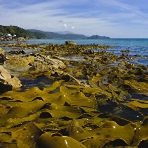 New Zealand, Southland, Stewart Island. Kelp beds along coast at Lee Bay