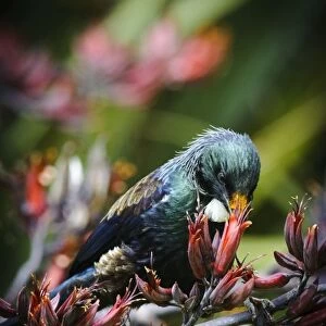 New Zealand, Southland, Stewart Island, Halfmoon Bay. Adult Tui (Prosthermadera novaeseelandiae)