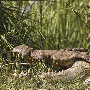 Nile Crocodile (Crocodylus niloticus) at the banks of river Victoria Nile in Murchison