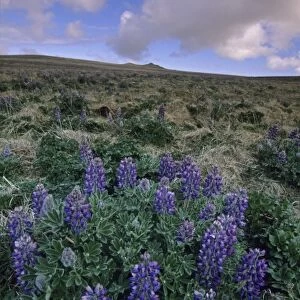 Nootka Lupine, (Lupinus nootkatensis), St. Paul Island, Pribilofs, Bering Sea, Alaska