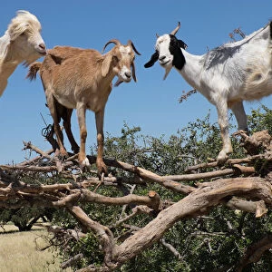 North Africa, Morocco, road to Essaouira, goats climbing in Argan trees