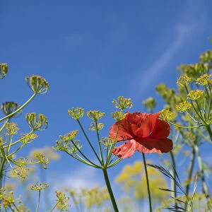 North Africa, Morocco, Taounate, spring flowers bloom. Verbena, Coreopsis, Atlantic Poppy