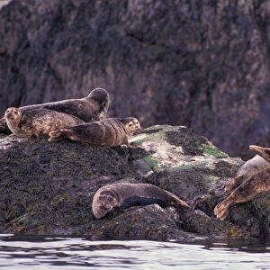 North America, Canada, British Columbia, Pacific Rim, Harbor seal