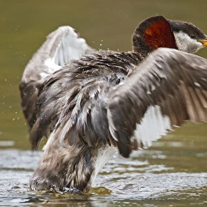 North America, Canada, British Columbia, Red-necked Grebe (Podiceps grisegena) adult flapping wings