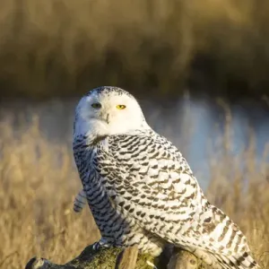 North America; Canada; British Columbia; Snowy Owl Waiting to Hunt North America; Canada; British Columbia; Snowy Owl Waiting to Hunt