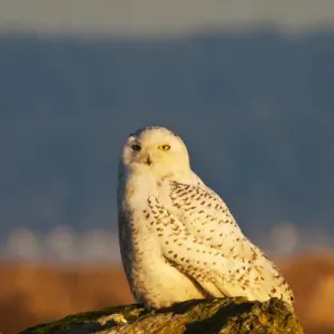 North America; Canada; British Columbia; Snowy Owl Waiting for Prey North America; Canada; British Columbia; Snowy Owl Waiting for Prey