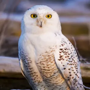 British Columbia Snowy Owl Print British Columbia Snowy Owl Print