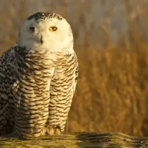 North America; Canada; British Columbia; Snowy Owl Waiting for Prey North America; Canada; British Columbia; Snowy Owl Waiting for Prey