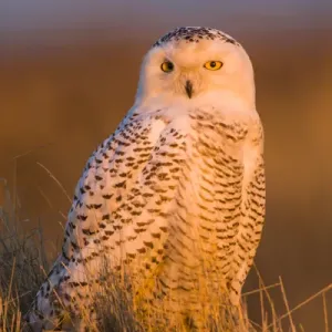 North America; Canada; British Columbia; Snowy Owl Waiting for Prey North America; Canada; British Columbia; Snowy Owl Waiting for Prey