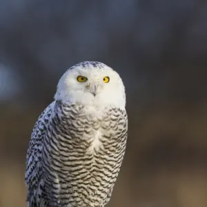 North America; Canada; British Columbia; Snowy Owl Waiting for Prey North America; Canada; British Columbia; Snowy Owl Waiting for Prey