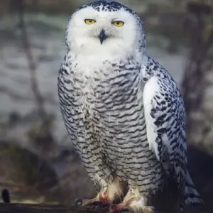 North America; Canada; British Columbia; Snowy Owl Waiting for Prey North America; Canada; British Columbia; Snowy Owl Waiting for Prey